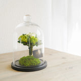 プリザーブドローズのガラスドームL - 「花」 x 「風水」で幸運を贈るフラワーギフト